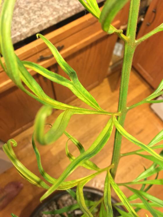 IMG_0294.thumb.JPG.5a5c3d7b0c6fc7b7a79a3