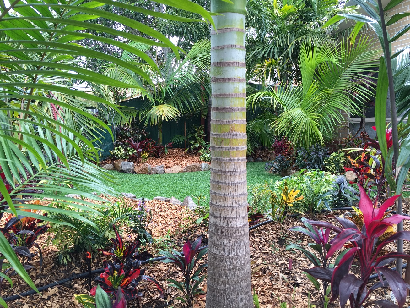 Garden update DISCUSSING PALM TREES WORLDWIDE PalmTalk