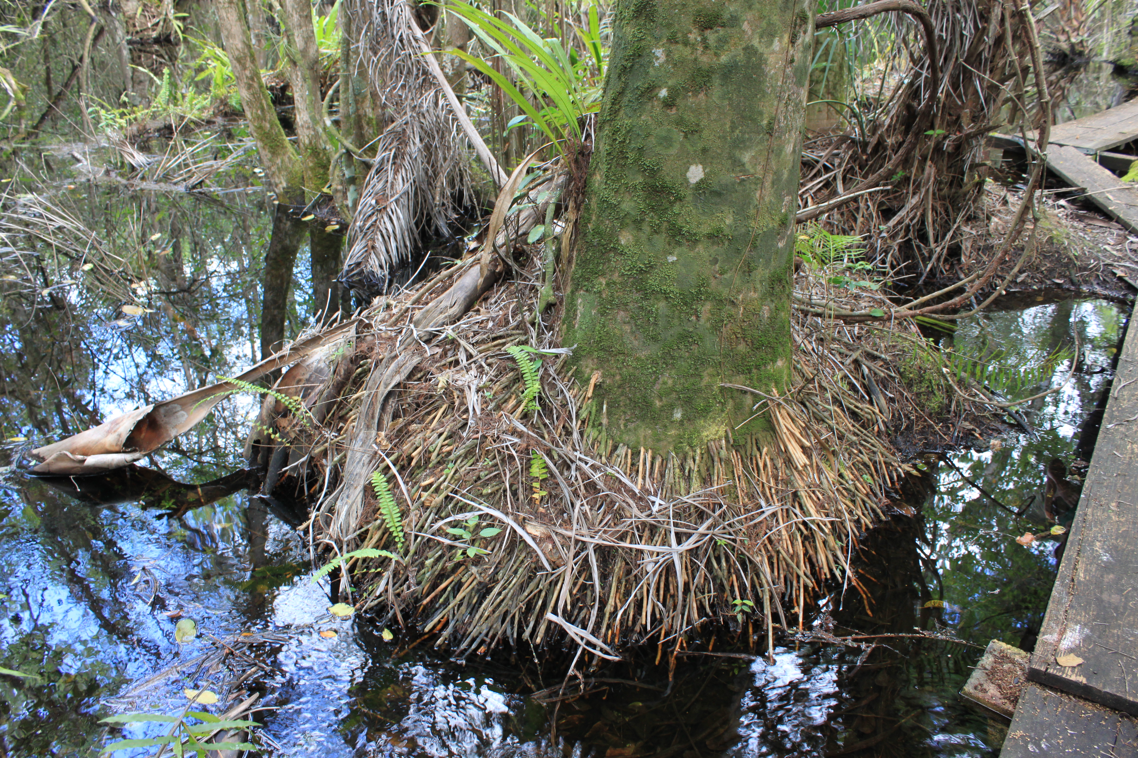 "Water Palms" (Question)
