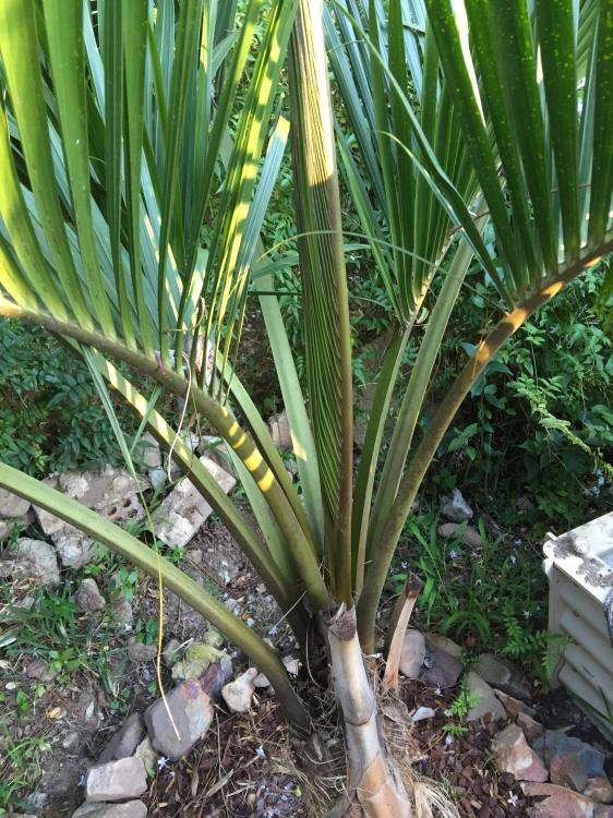 IMG_8224.thumb.JPG.2aed0e4c5743e1b98ea82