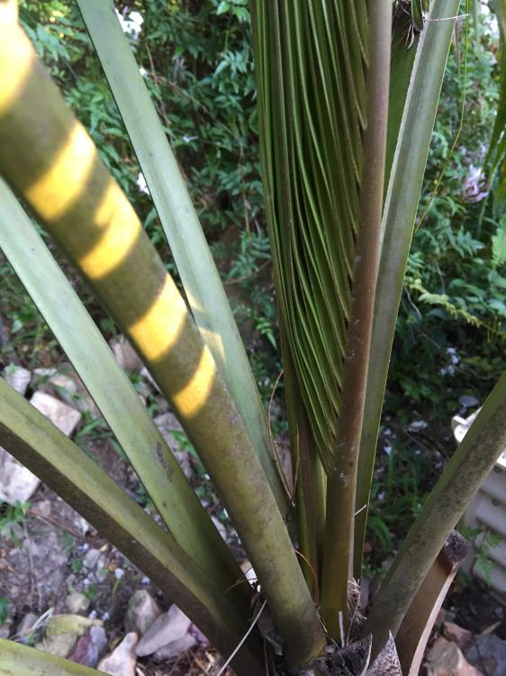 IMG_8225.thumb.JPG.df93d7a2fca2c3f5e8e97