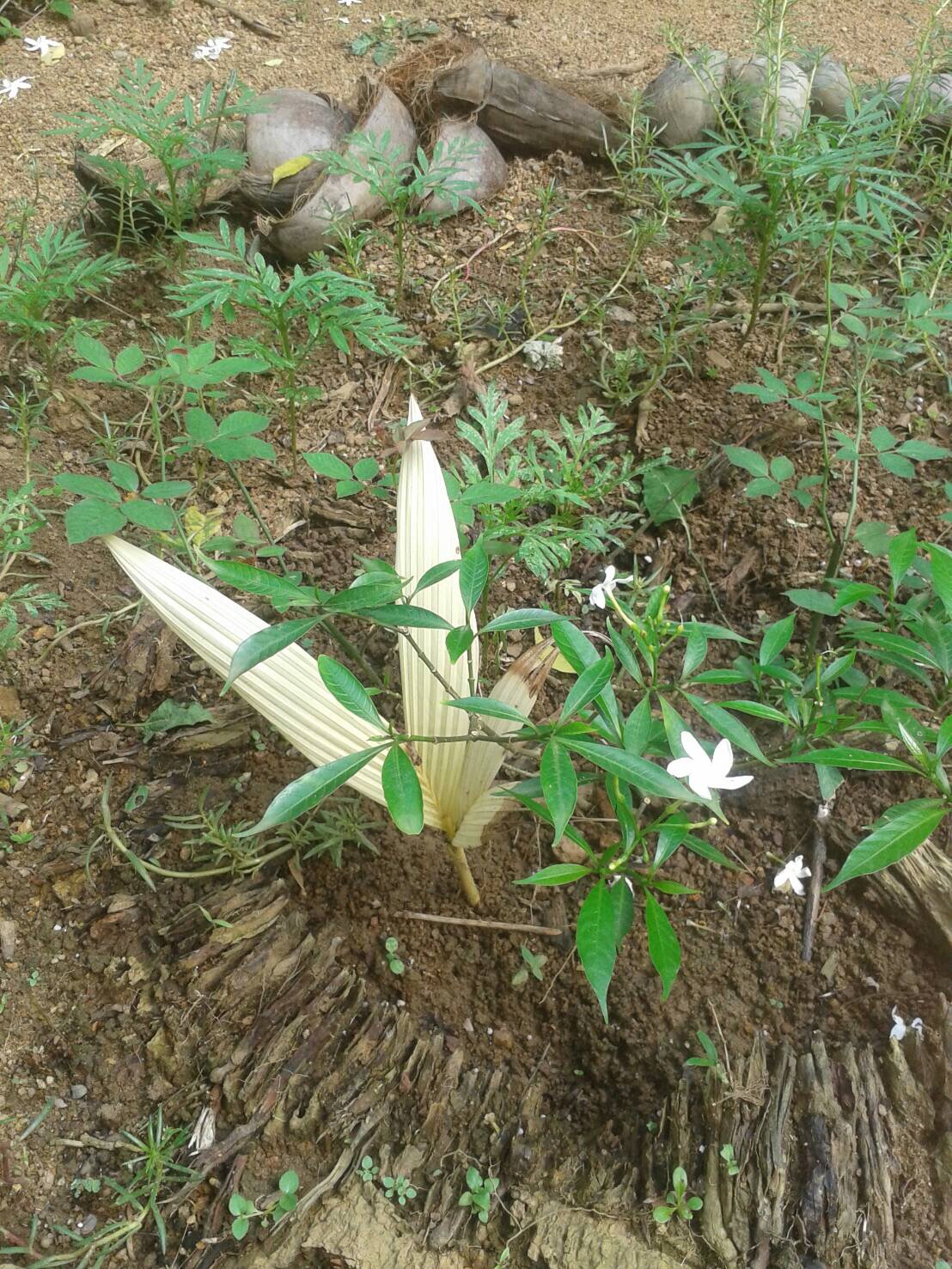 White Areca?