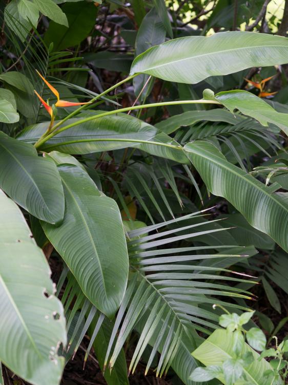 Lytocaryum_weddellianum_and_heliconias_(1_of_1).jpg