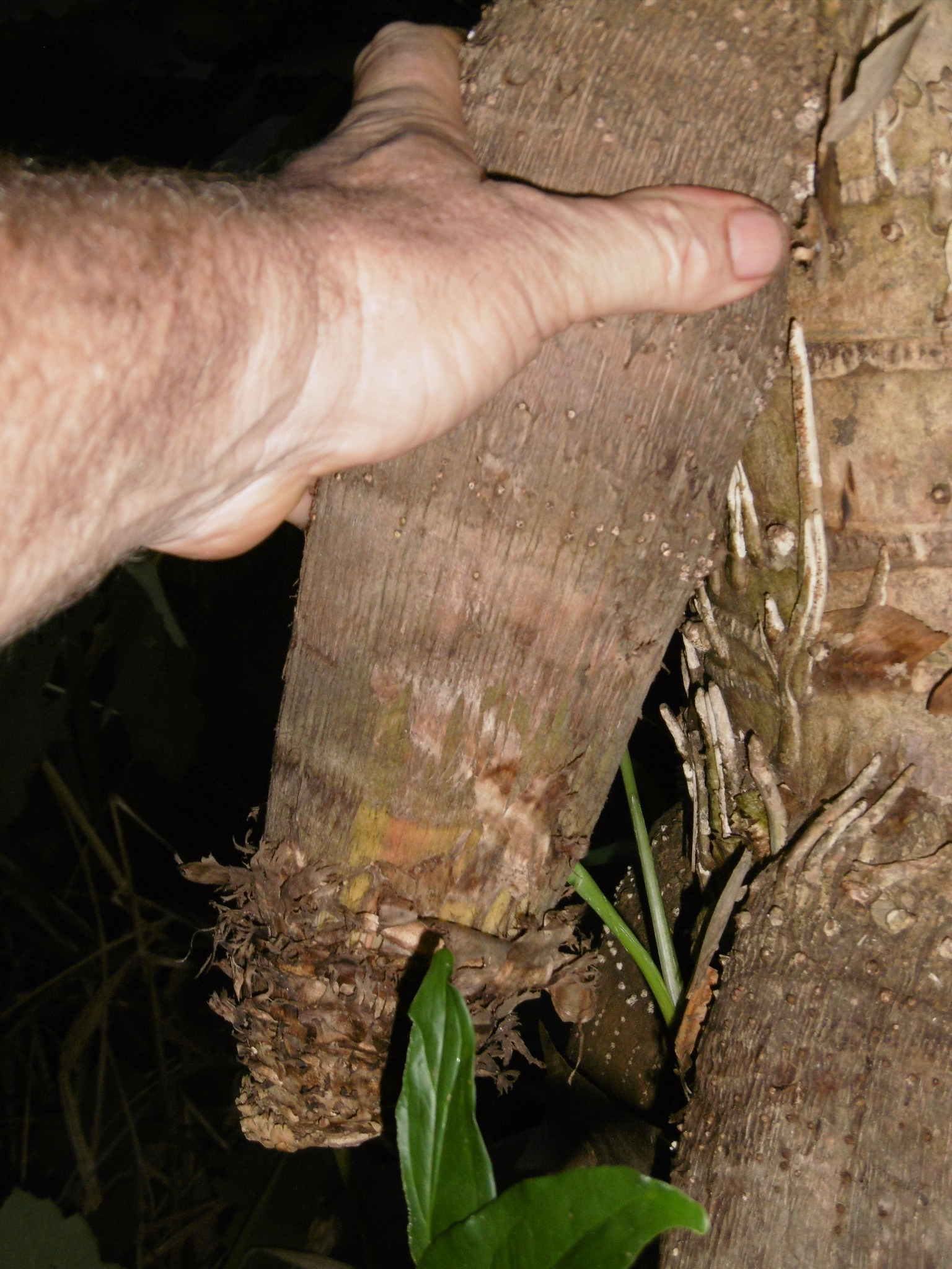 Pandanus monotheca TROPICAL LOOKING PLANTS Other Than Palms PalmTalk