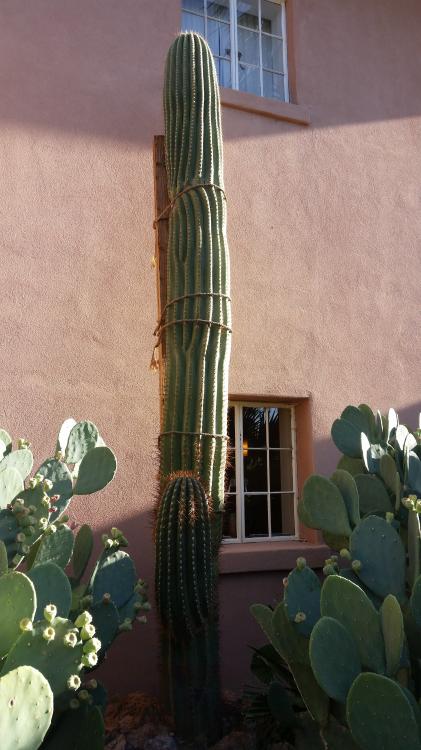 TC_cactus_closer.jpg