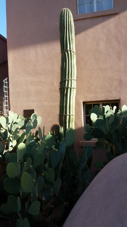 TC_cactus_hidden.jpg