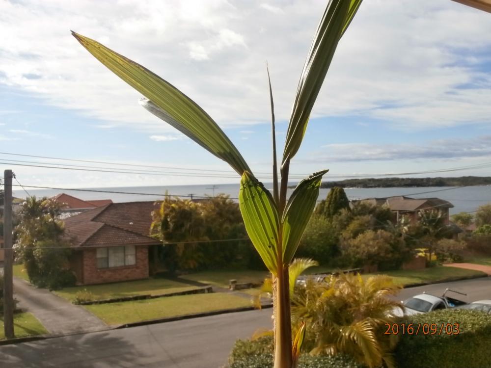 coco.thumb.JPG.8d3dcd35ad66caa8c9e9d79b6