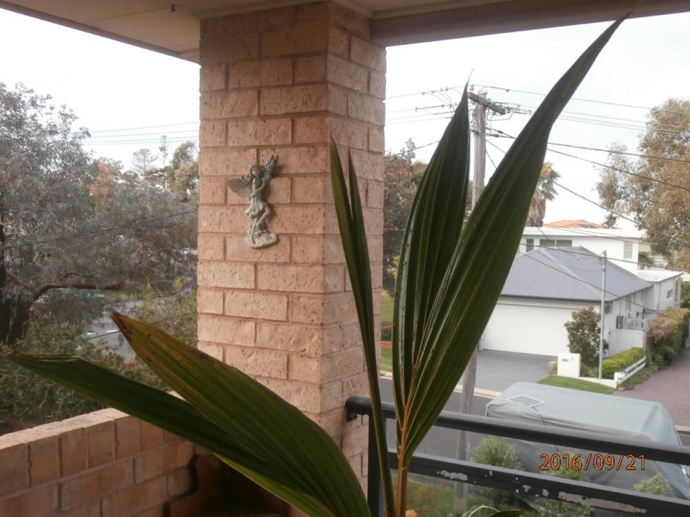 coco.thumb.JPG.a4d388f87afc9c521e2e701ae