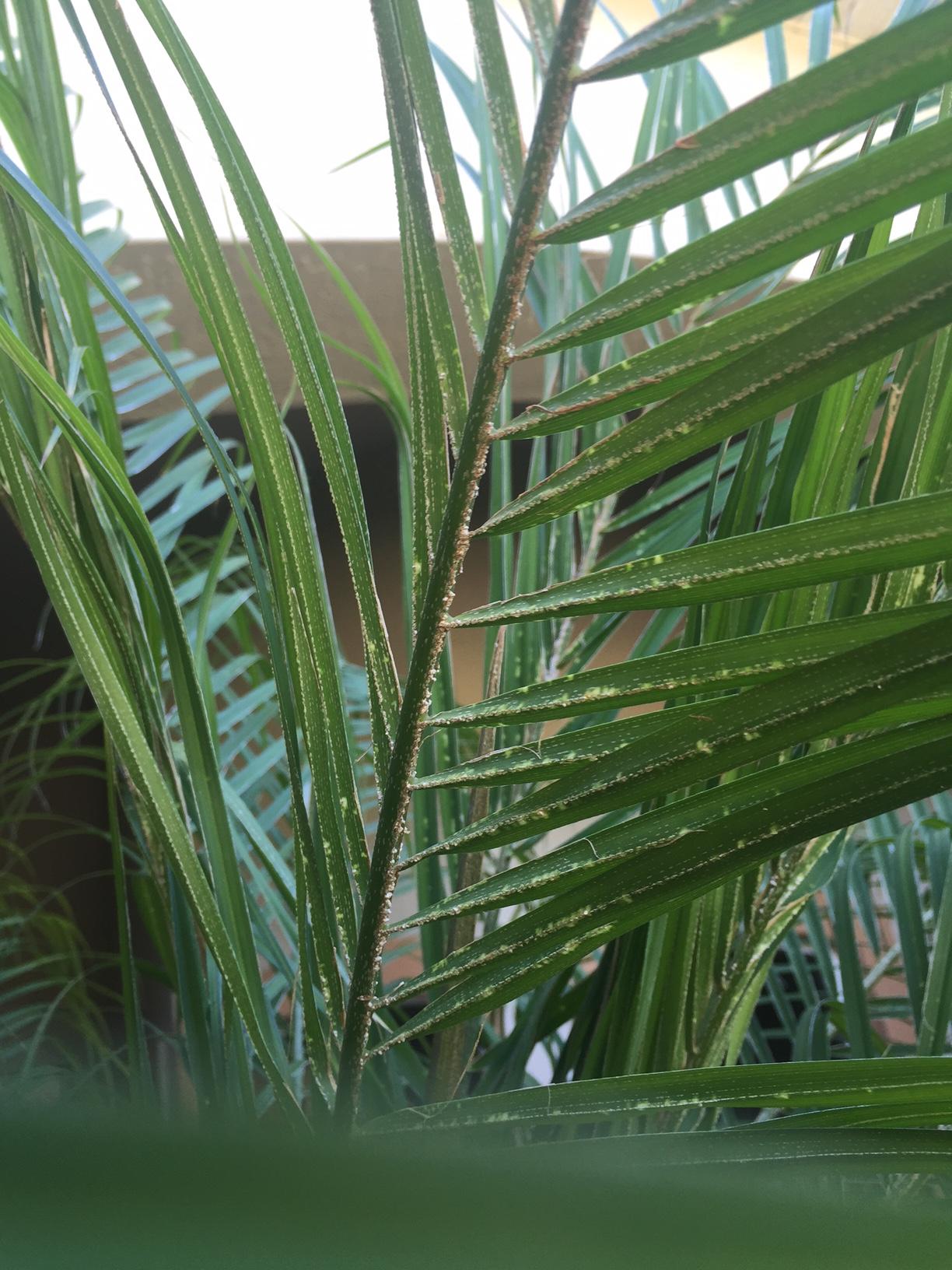 One more post... - DISCUSSING PALM TREES WORLDWIDE - PalmTalk