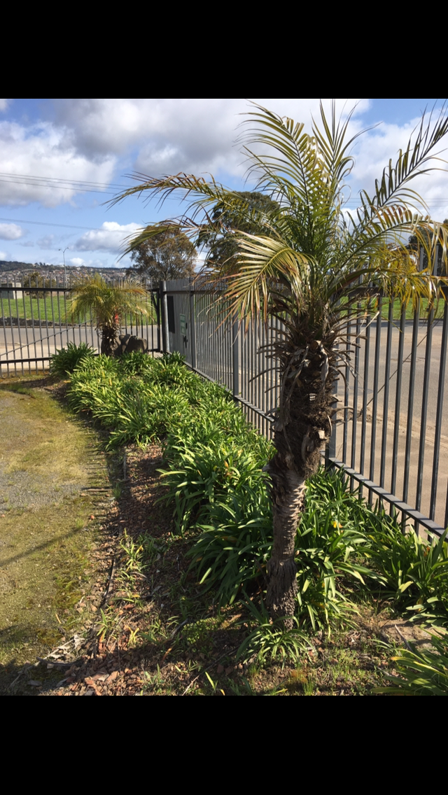 phoenix roebelenii found growing in 9a climate