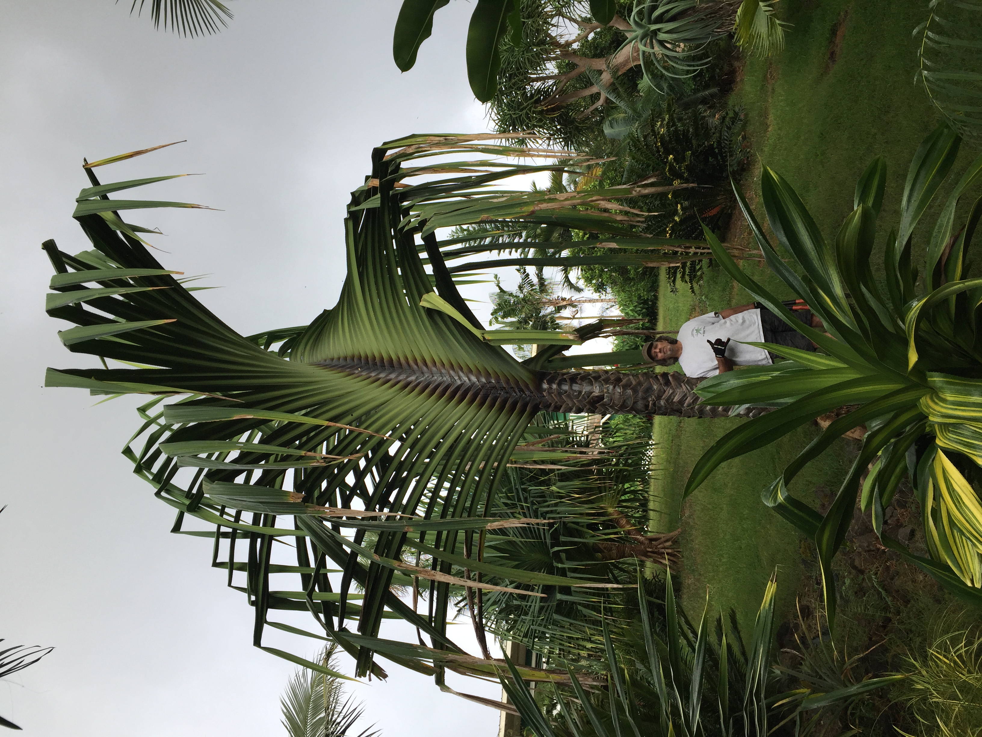 Pandanus monotheca TROPICAL LOOKING PLANTS Other Than Palms PalmTalk