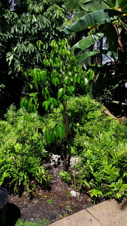 marriliodendron1.jpg