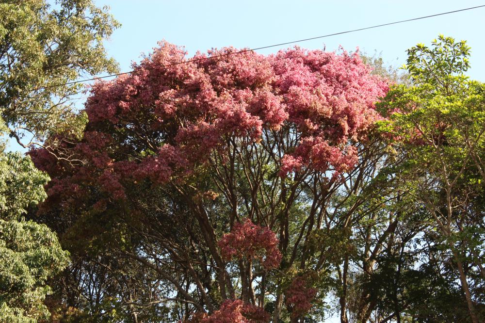 57efec1295c34_Sapucaia003.thumb.JPG.5066