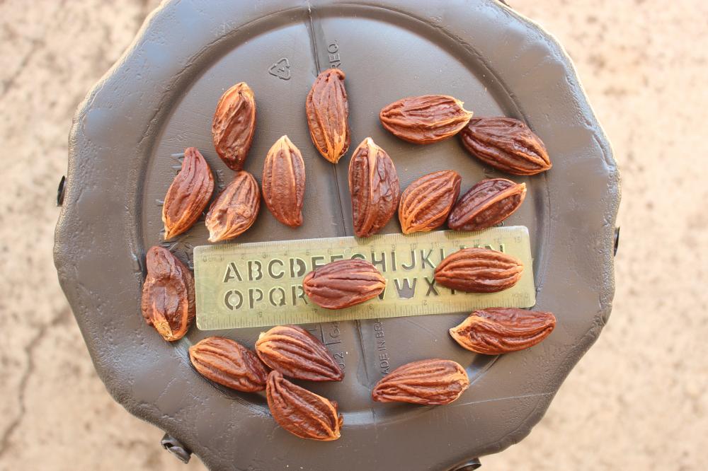 57efefba09b0b_Erythrinavernaseeds003.thu