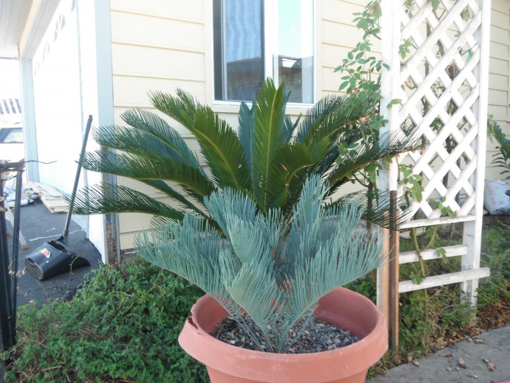 Cycas cairnsiana.JPG