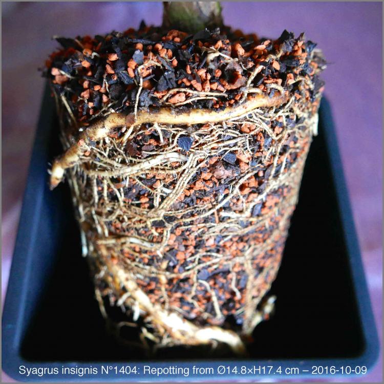 57fa4545793cc_N14042016-10-09P1020866.th