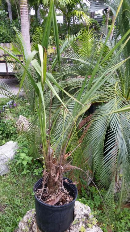 dypsis 2.jpg