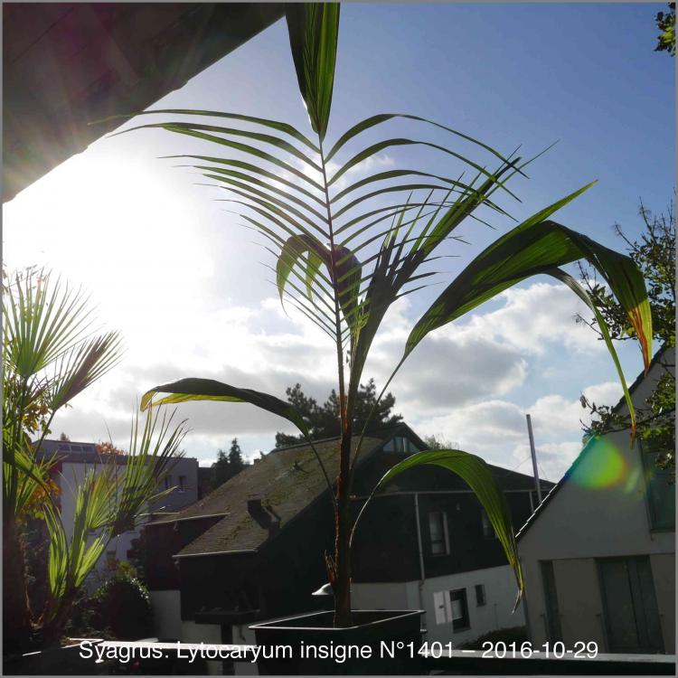 581497e35ff0b_N14012016-10-29P1020956.th