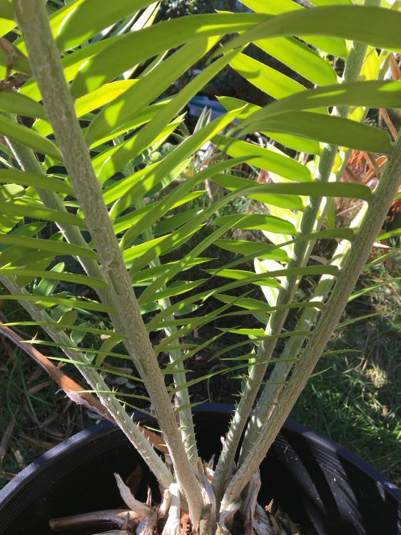 5814f1206a287_IMG_04432.thumb.JPG.0f7748