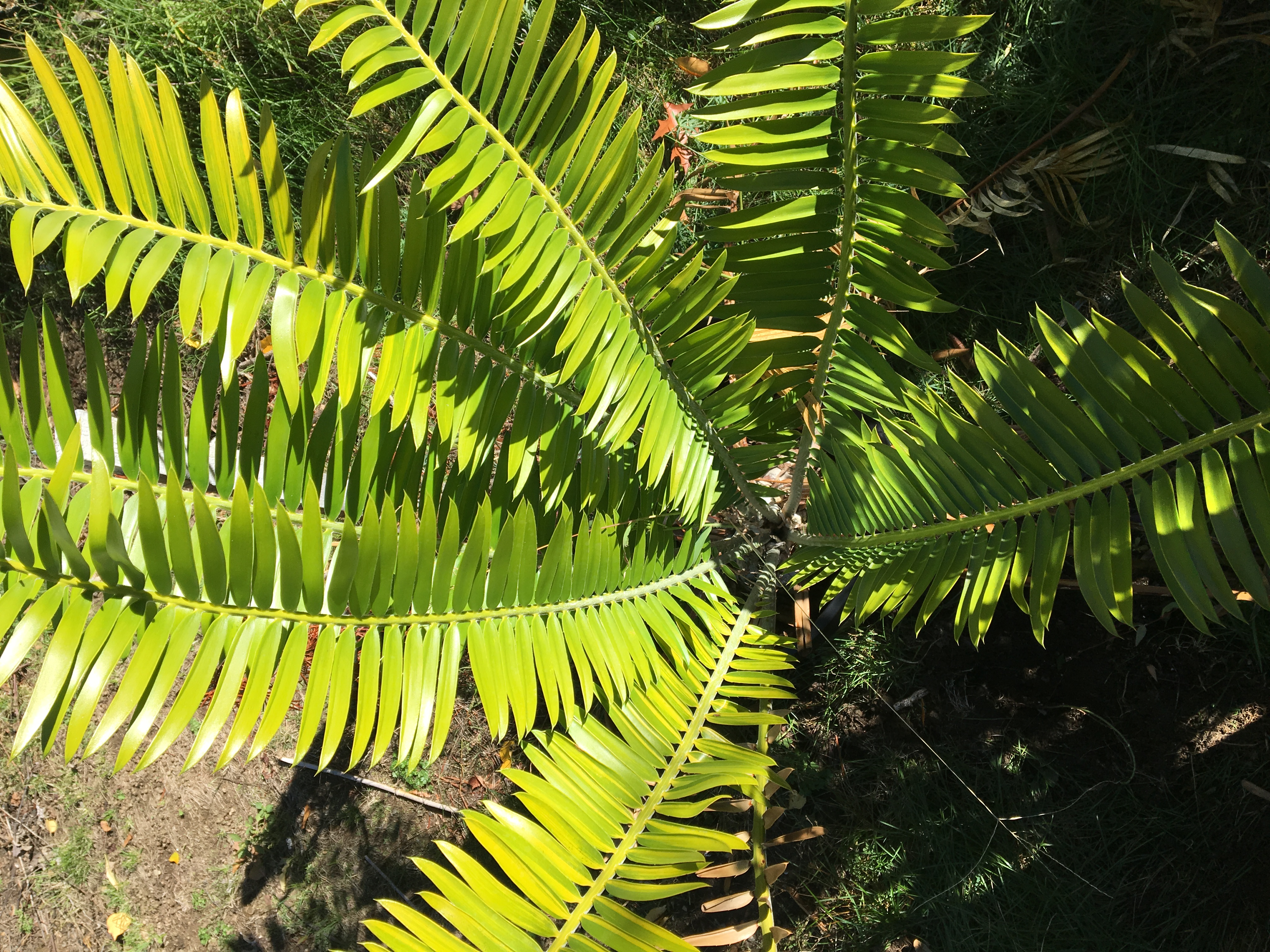 Variegated 9 - 10 inch Caudex Encephalartos manikensis - For Sale