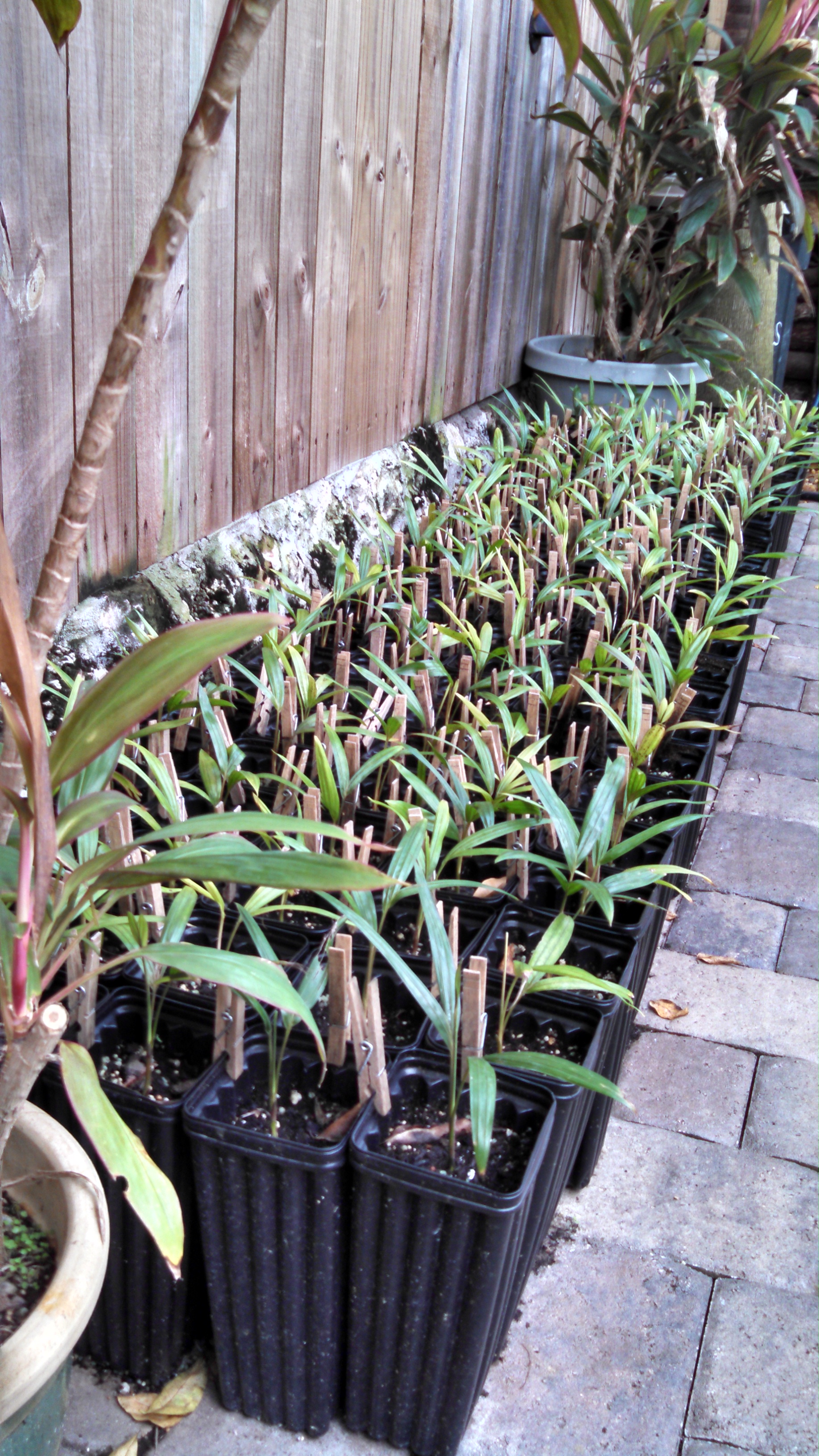 Dypsis lanceolata seedlings for sale
