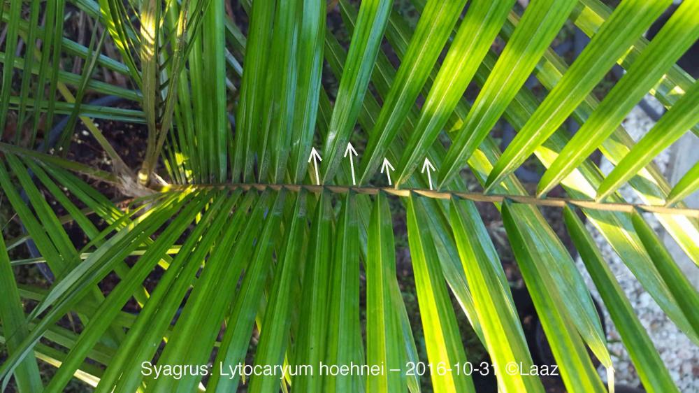 58174f58a4006_Lhoehneibj5ulu.thumb.jpg.c