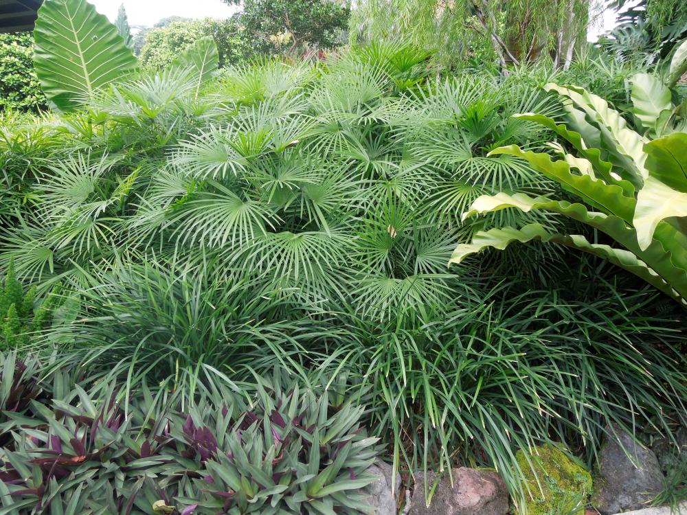 DSCN9709.thumb.jpg.47a19398330b4eb55aa12