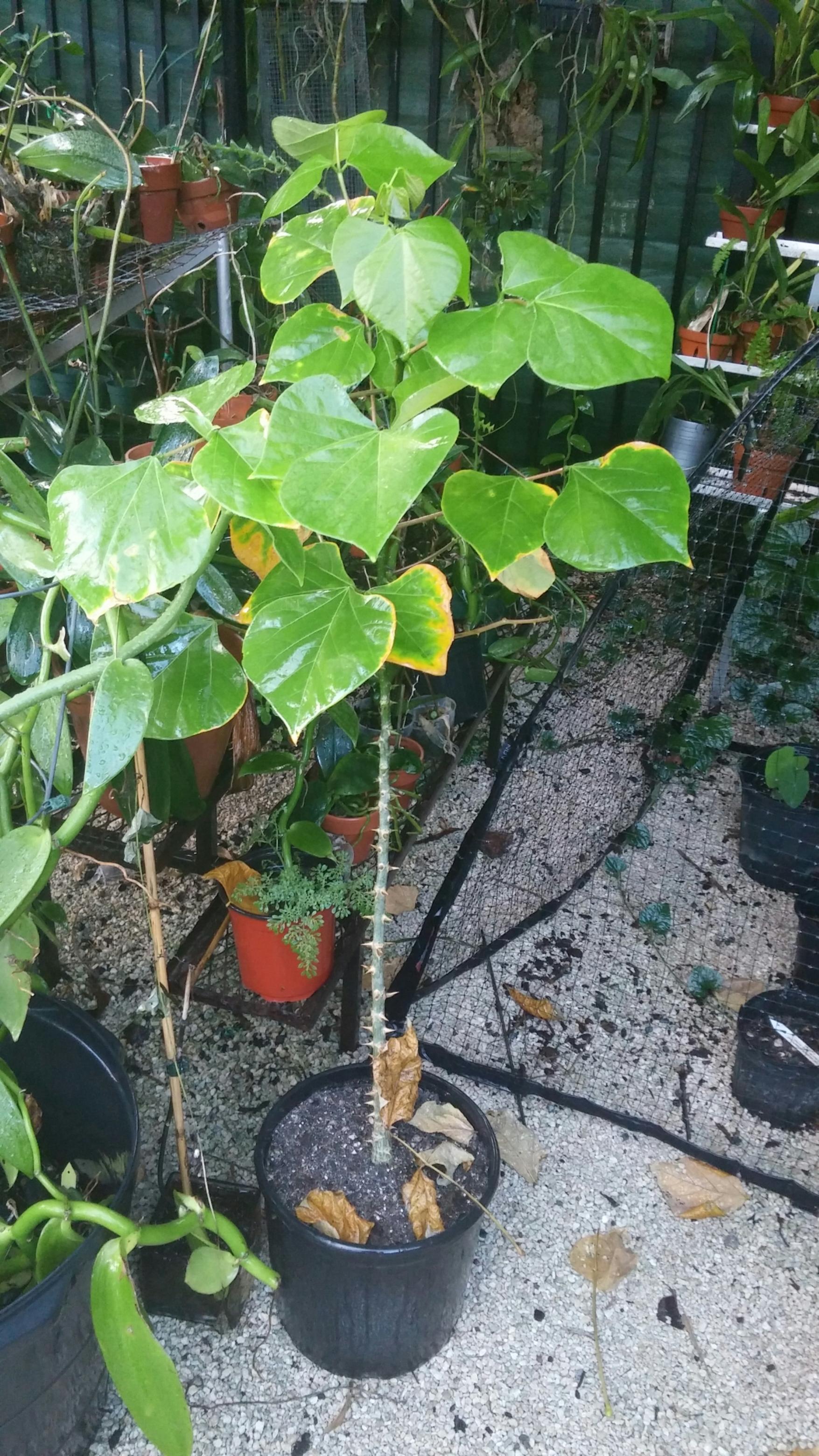 Need a little help with a tree identification.