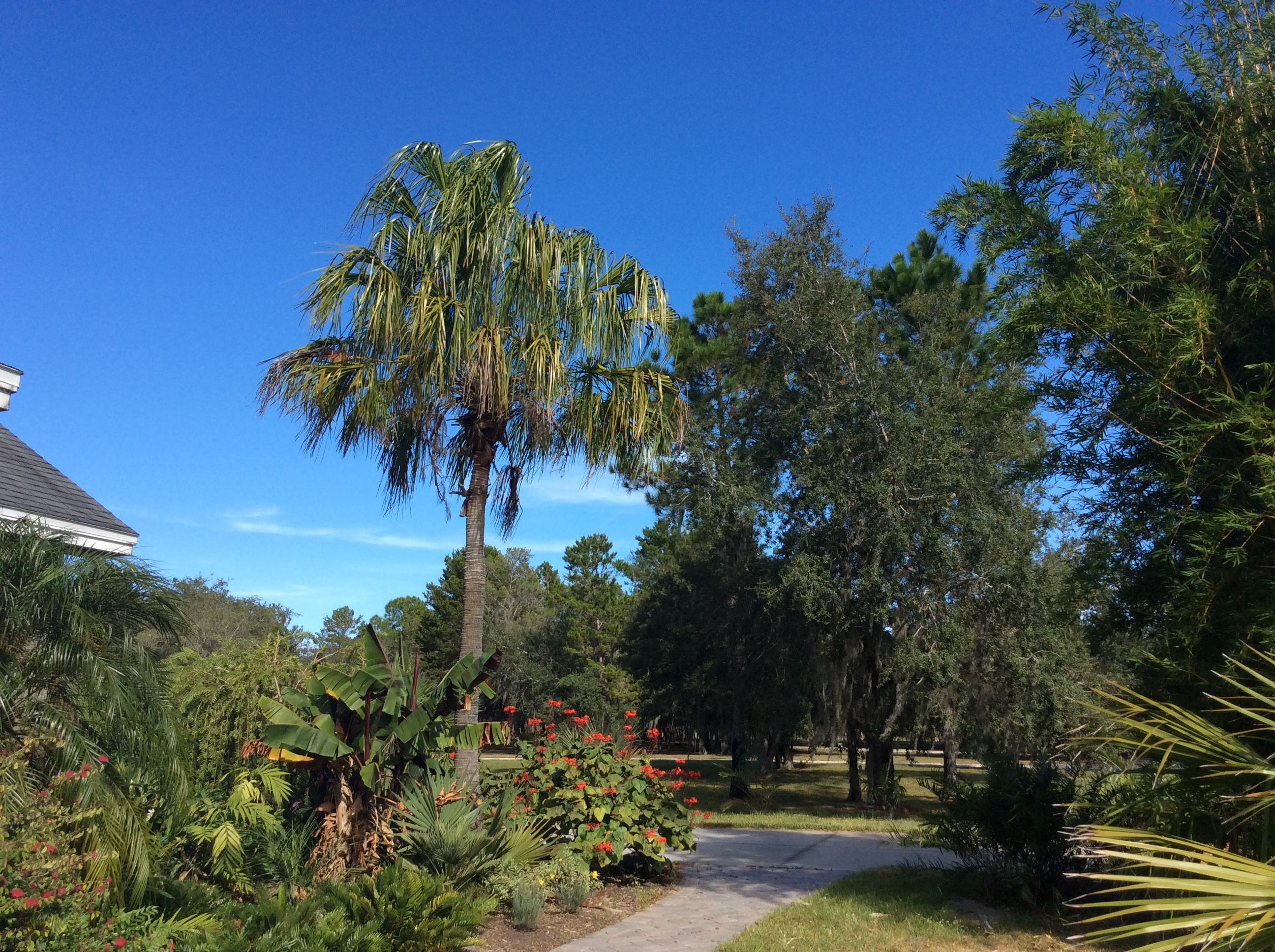 Best Landscaping Palm for Zone 9? Page 2 DISCUSSING PALM TREES WORLDWIDE PalmTalk