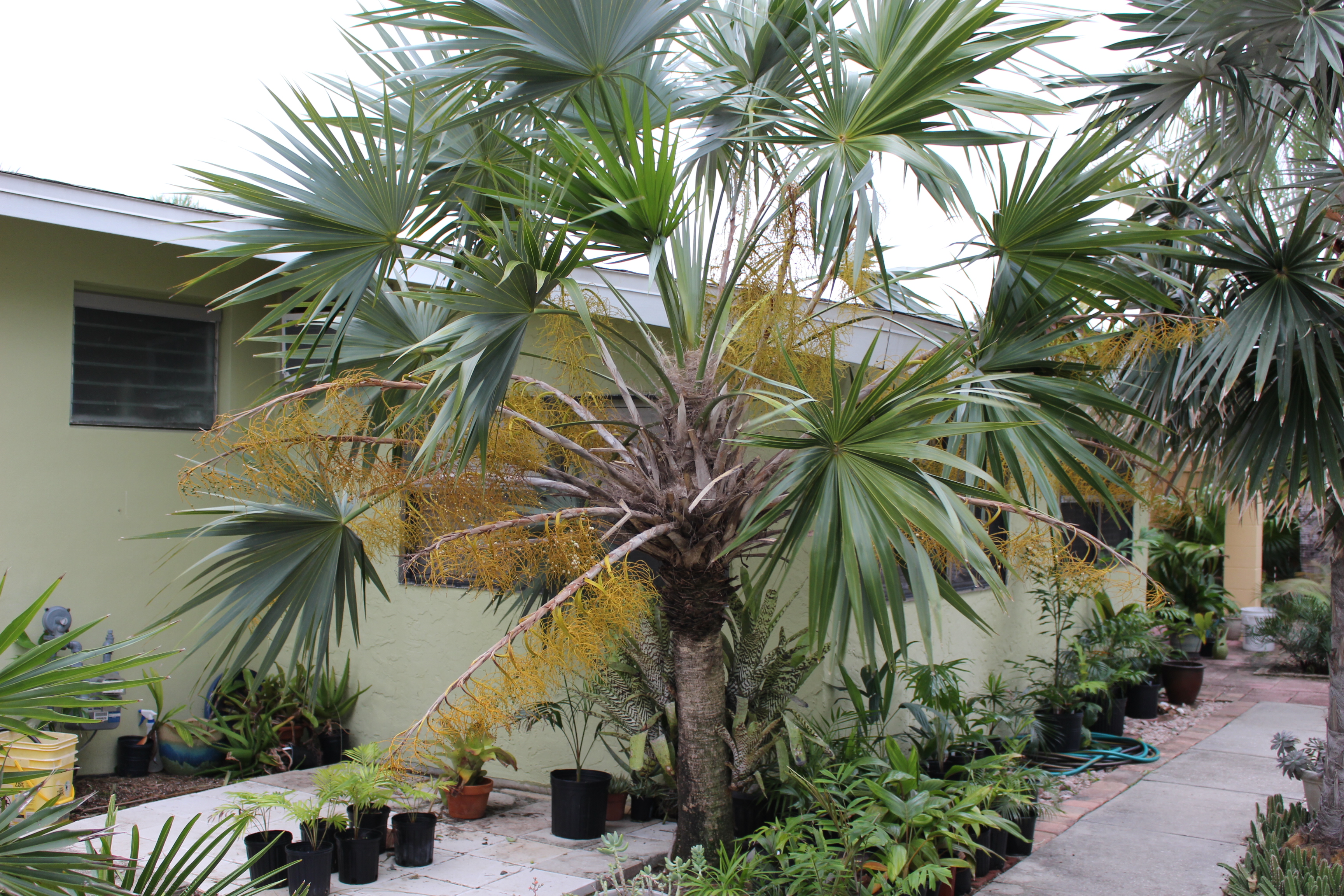 Thrinax morrisii (Leucothrinax) seeds