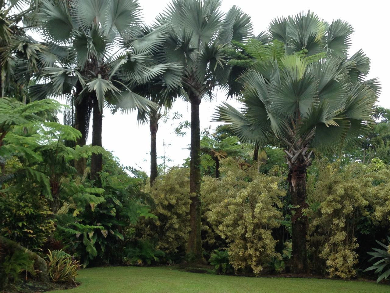 Enigmatic Hilo Garden