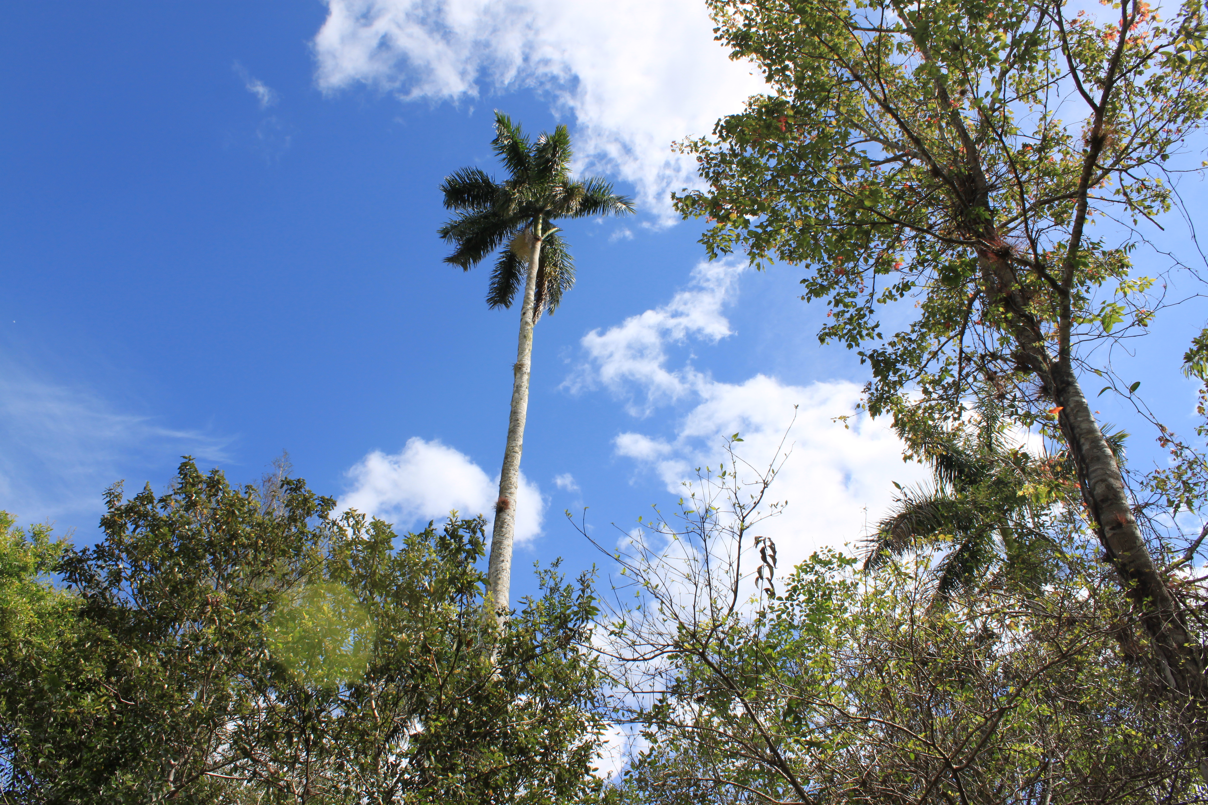 In What Zones Are These Palms "Bulletproof?"