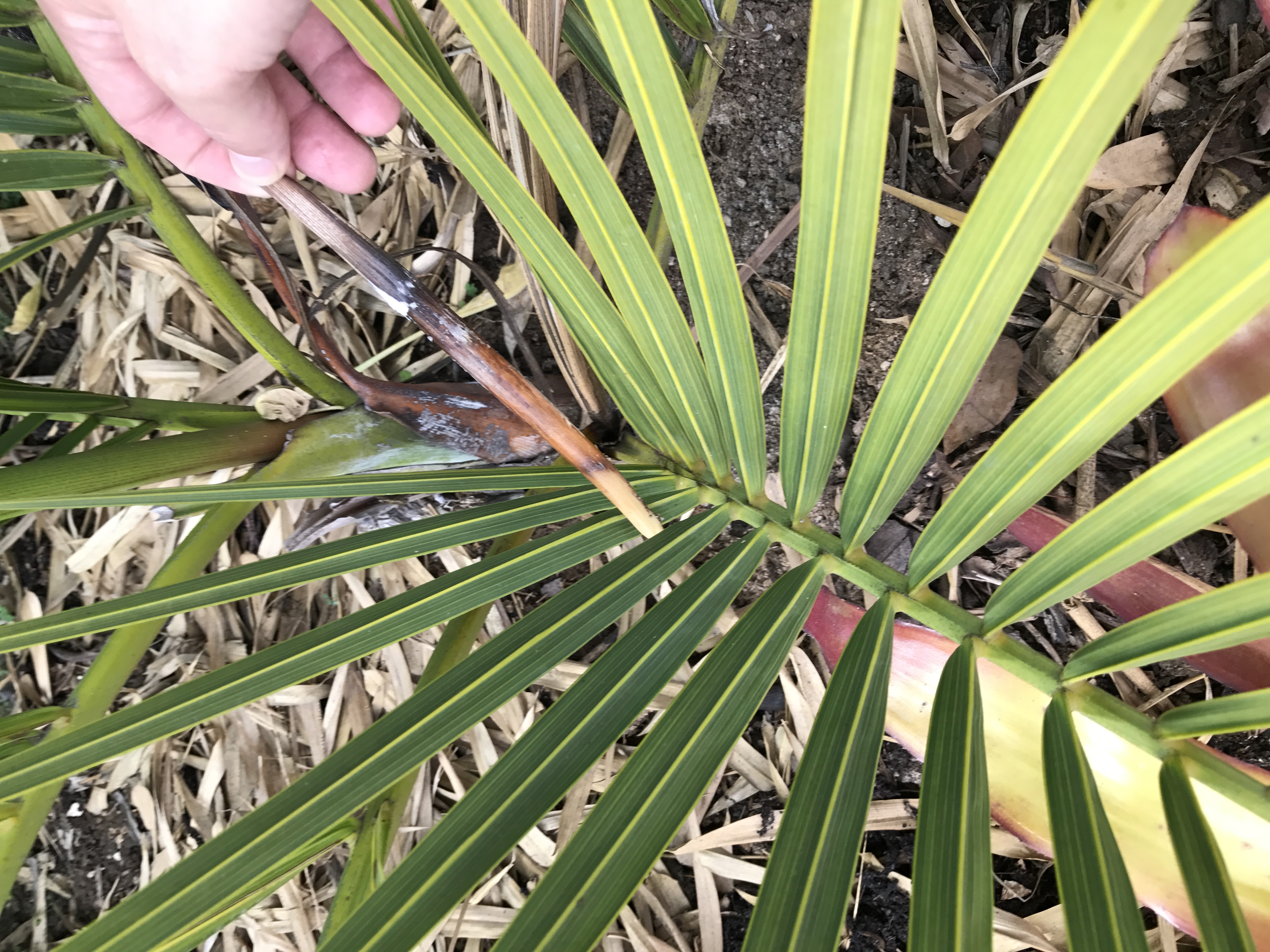 Double Dypsis Decipiens help