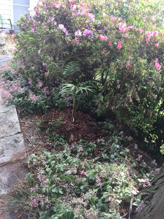 IMG_8477.thumb.JPG.d10b1c4a2596f2a7fccb3