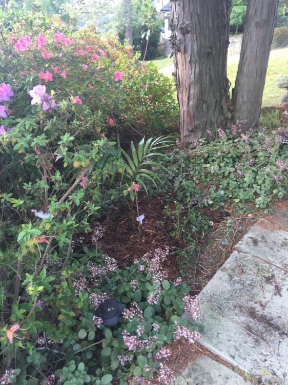 IMG_8479.thumb.JPG.4caa29f33276b3a58ff7f