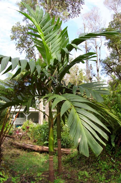 P.javana.thumb.jpg.96306c9c42227832f08ce