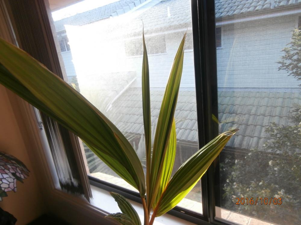 Coconut Palms In Zone 9b? Page 4 DISCUSSING PALM TREES WORLDWIDE