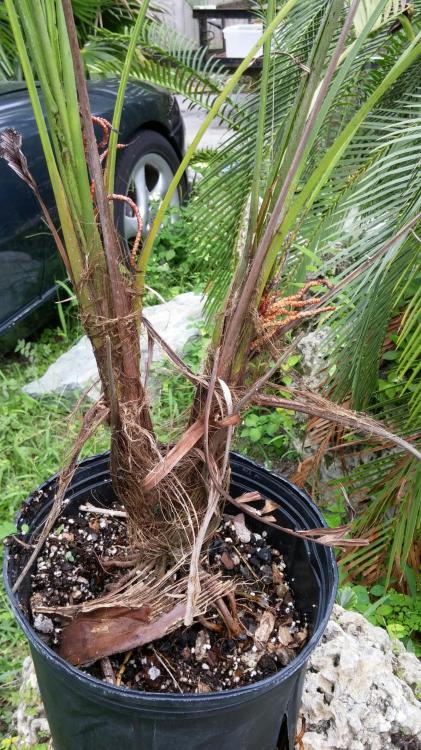 dypsis1.jpg