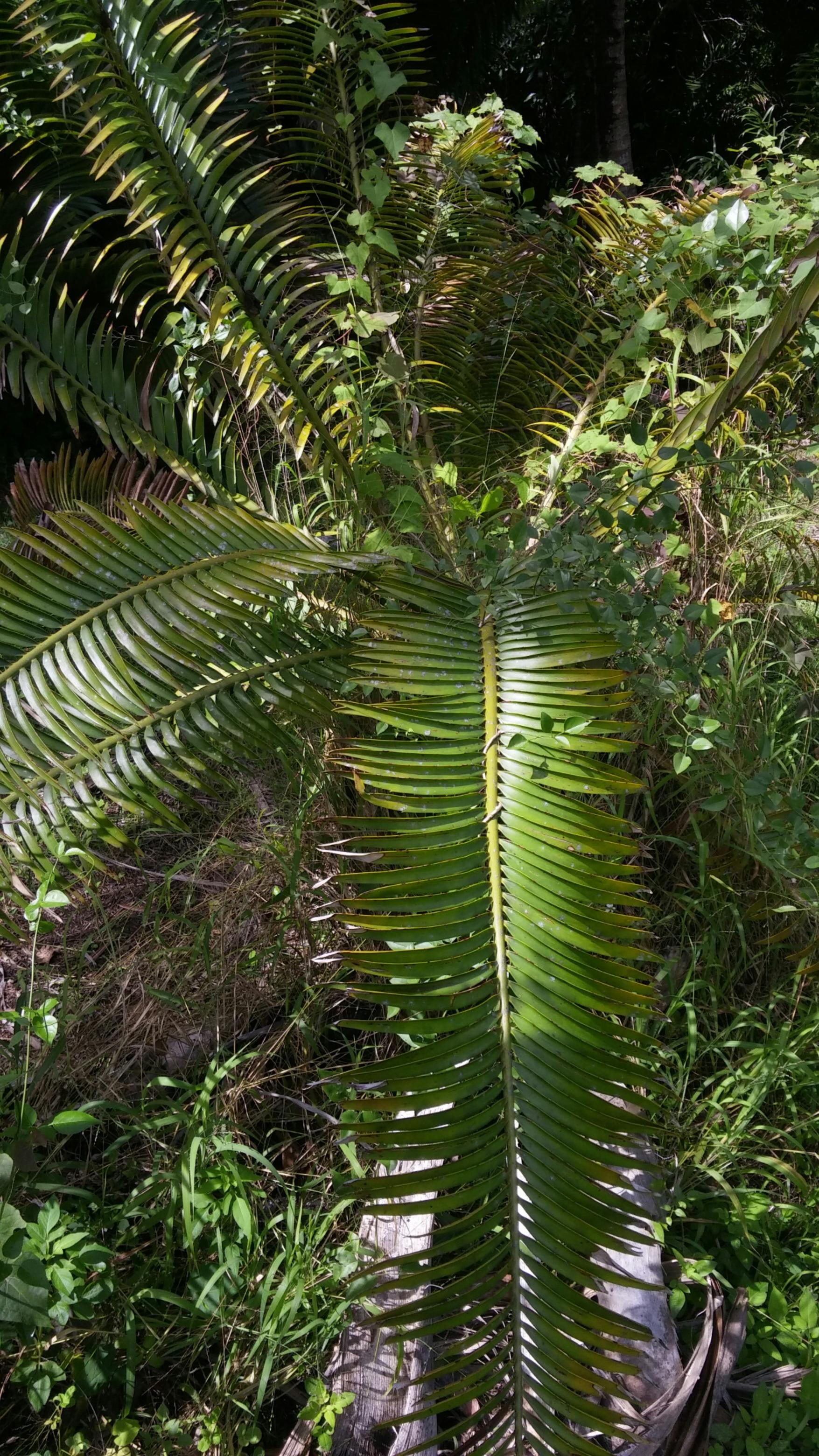 Need an Encephalartos ID please.