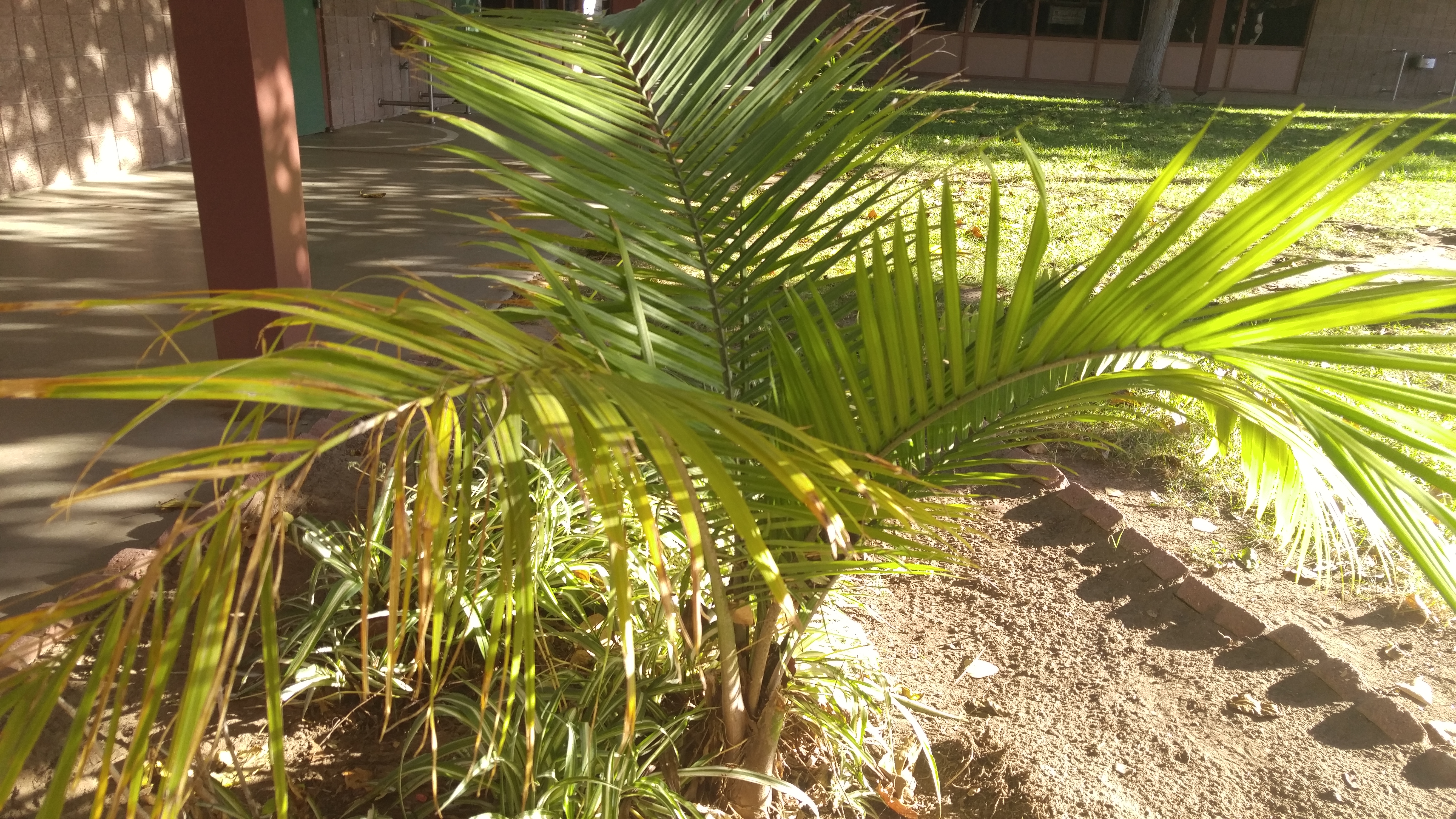 Palm ID