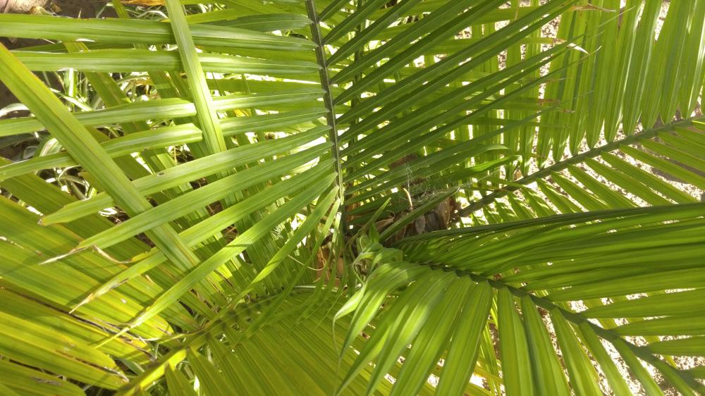 palmpic2.jpg