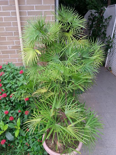 rhapis2.JPG.ebd8da7f68791c7bf0a078a0ed4c