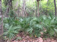 Palmettos