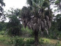 Palmettos