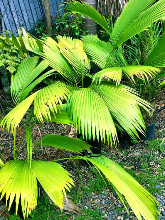 Brisbane Palms for Brisbane and owners Private garden DISCUSSING