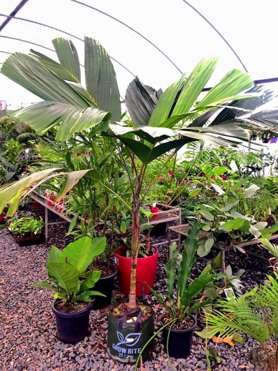 Brisbane Palms for Brisbane and owners Private garden DISCUSSING