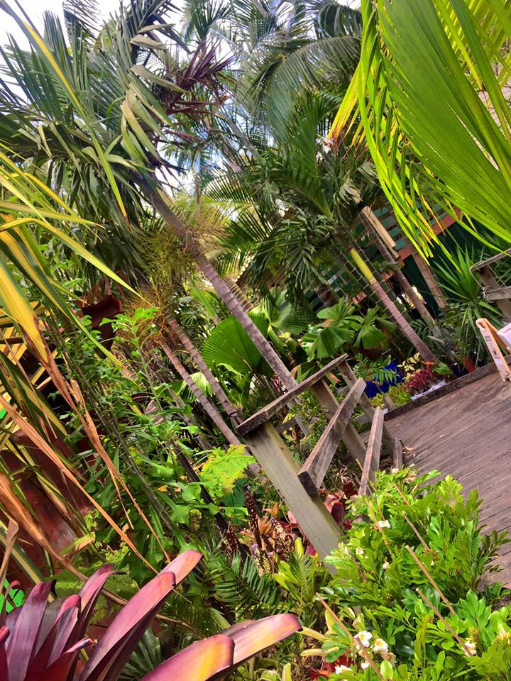 Brisbane Palms for Brisbane and owners Private garden DISCUSSING