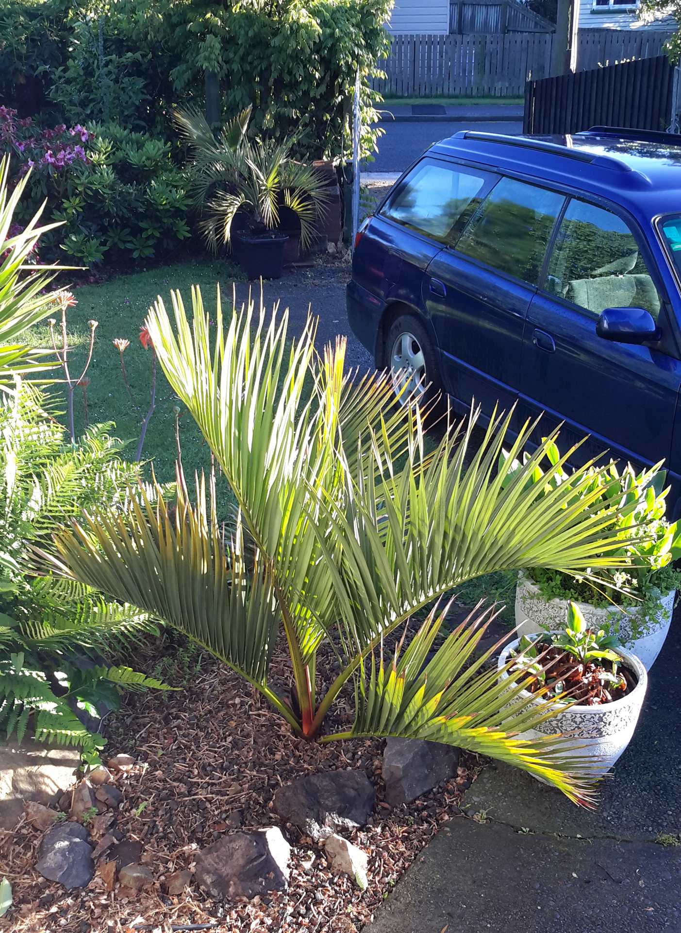Dypsis decipiens 4-years, 11-months planted out.