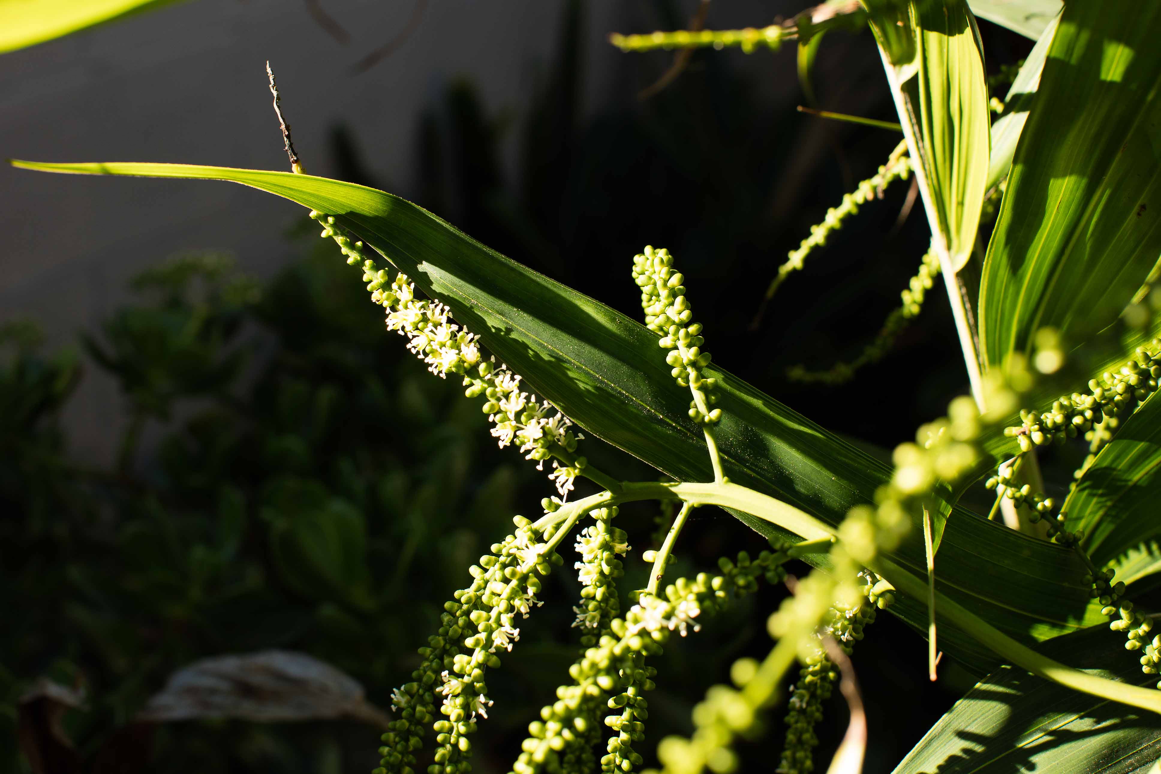 How long flower to harvestable seeds Dypsis lanceolata DISCUSSING PALM TREES WORLDWIDE PalmTalk