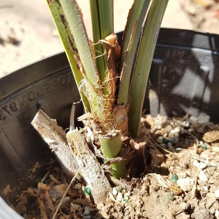 20161124_125248.thumb.jpg.ae5a7f883cdc94